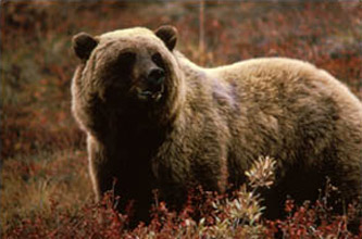 Grizzly. Delist. Hunt.