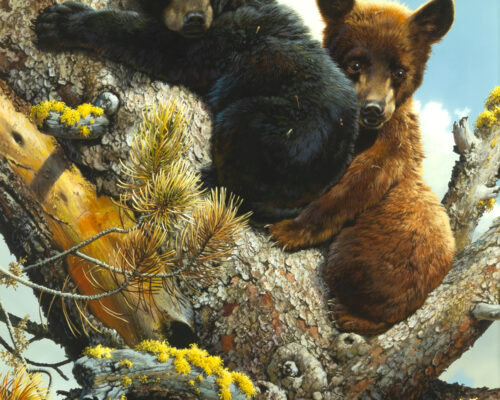 Carl Brenders (1937- ) High Adventure - Black Bear Cubs, 1987 Mixed Media On Board