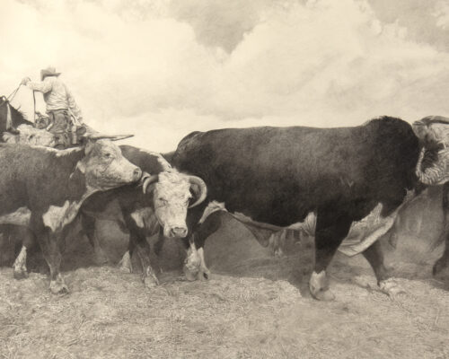 Woodrow Blagg (1946-2023) Bull Rush, 2008 Graphite On Rag Paper