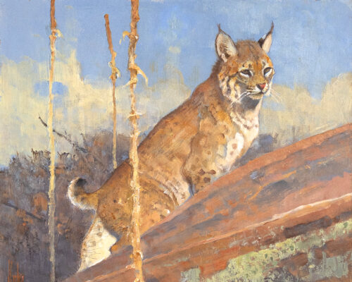 Bob Kuhn (1920-2007) Bobcat Study, 1998 Acrylic On Canvasboard